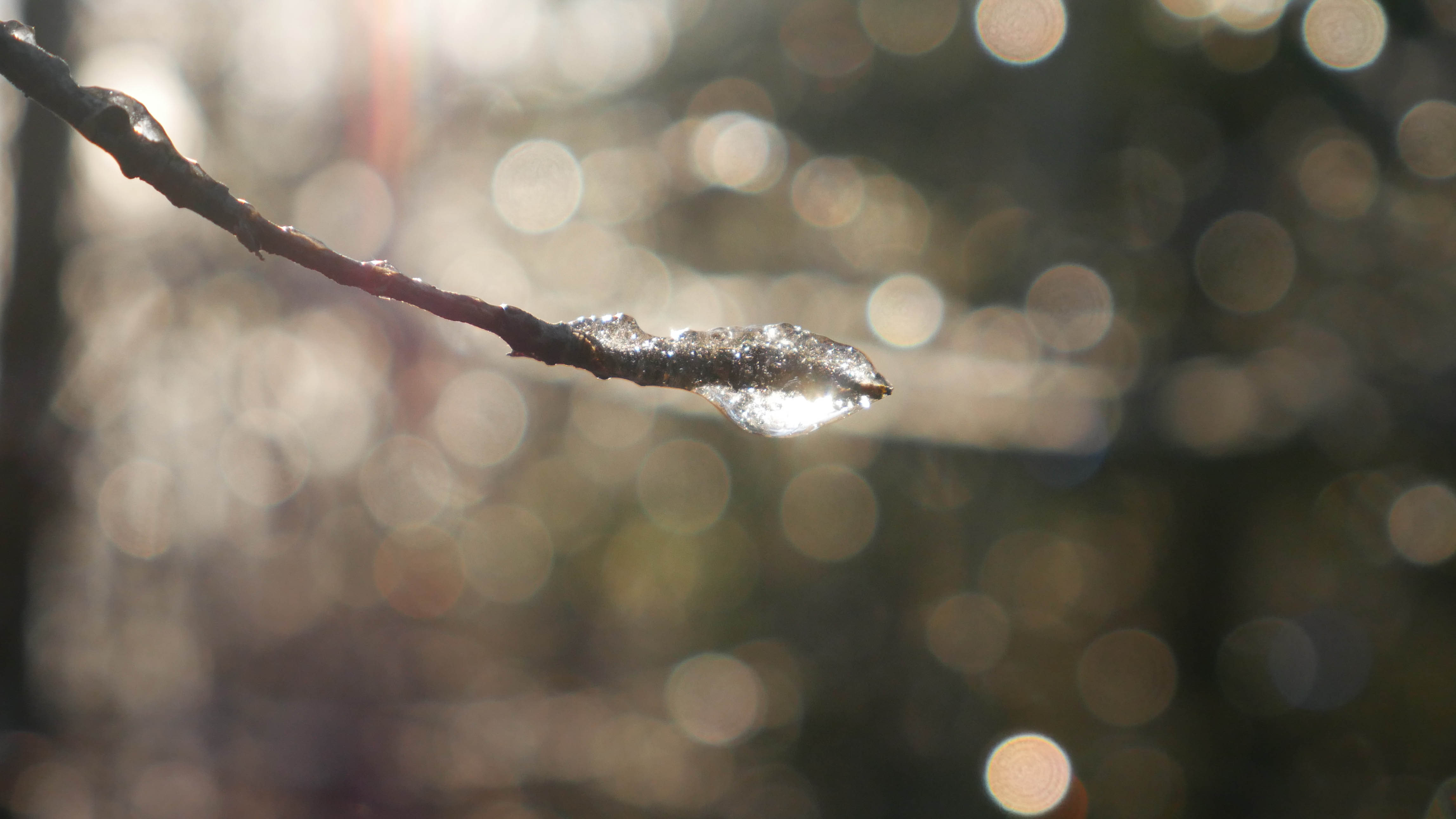 frozen branch