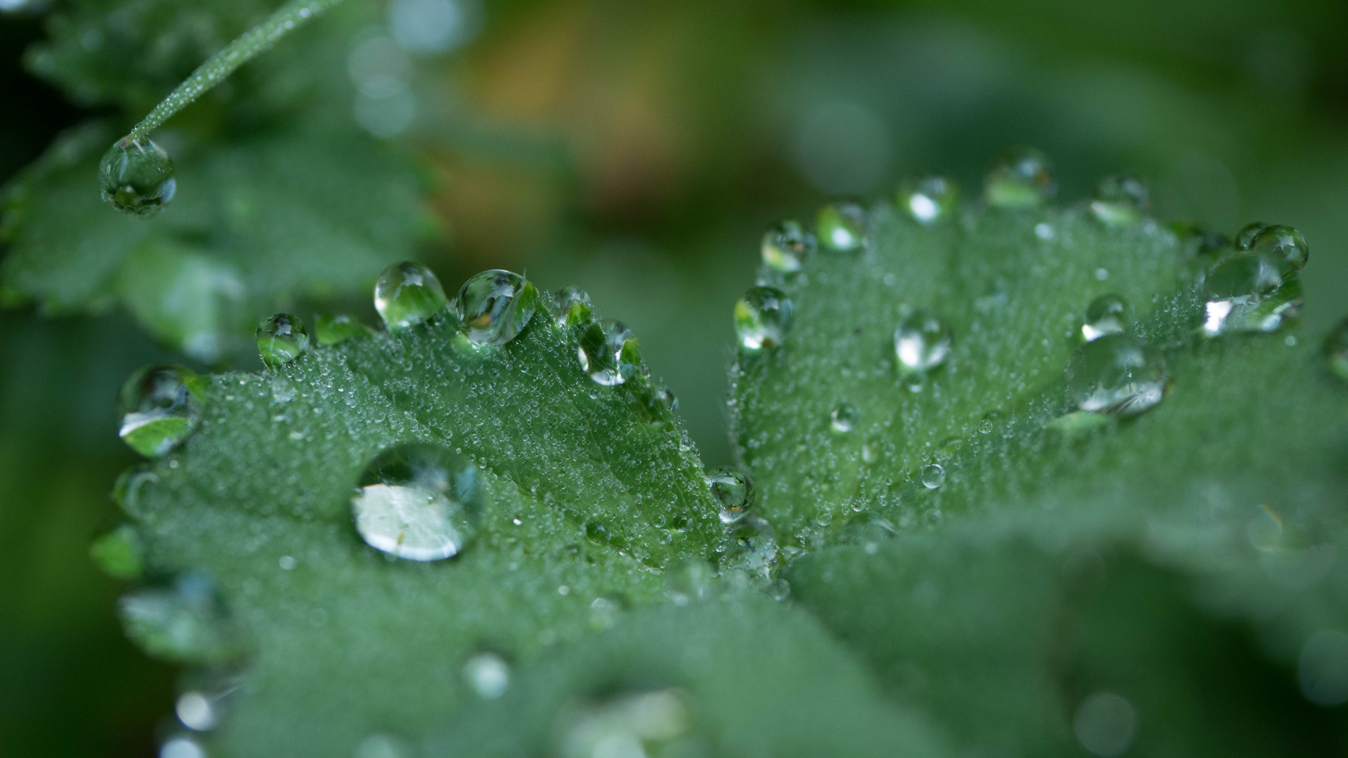 Raindrops