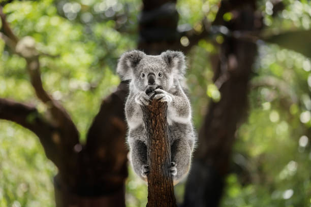 Ein Koala