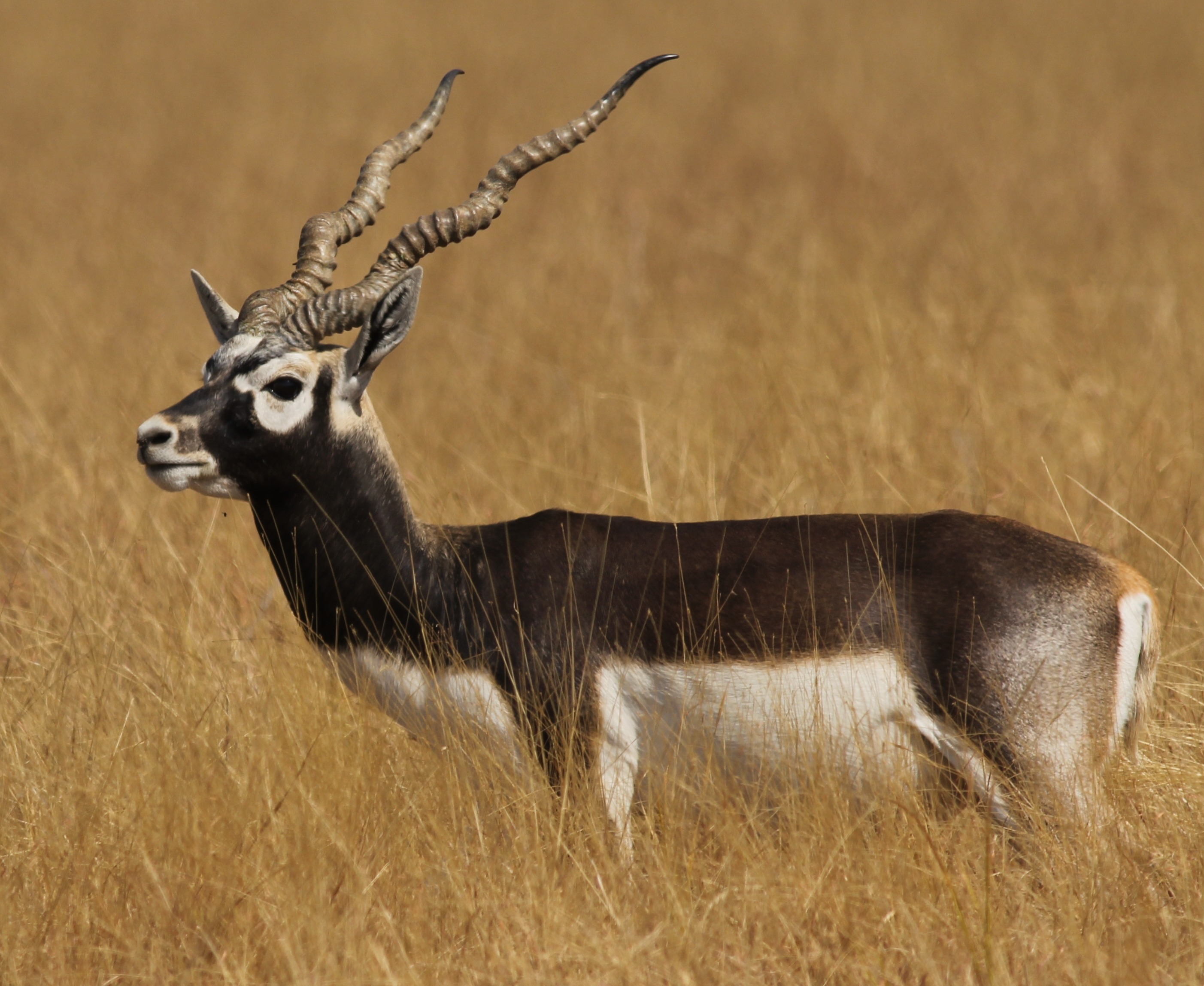 Antilope