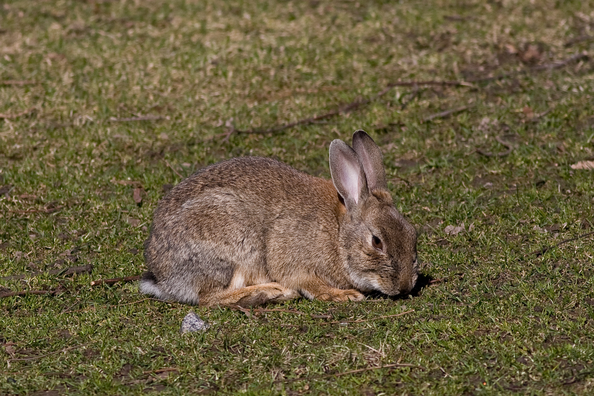 Kaninchen