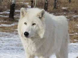 Ein Polarwolf