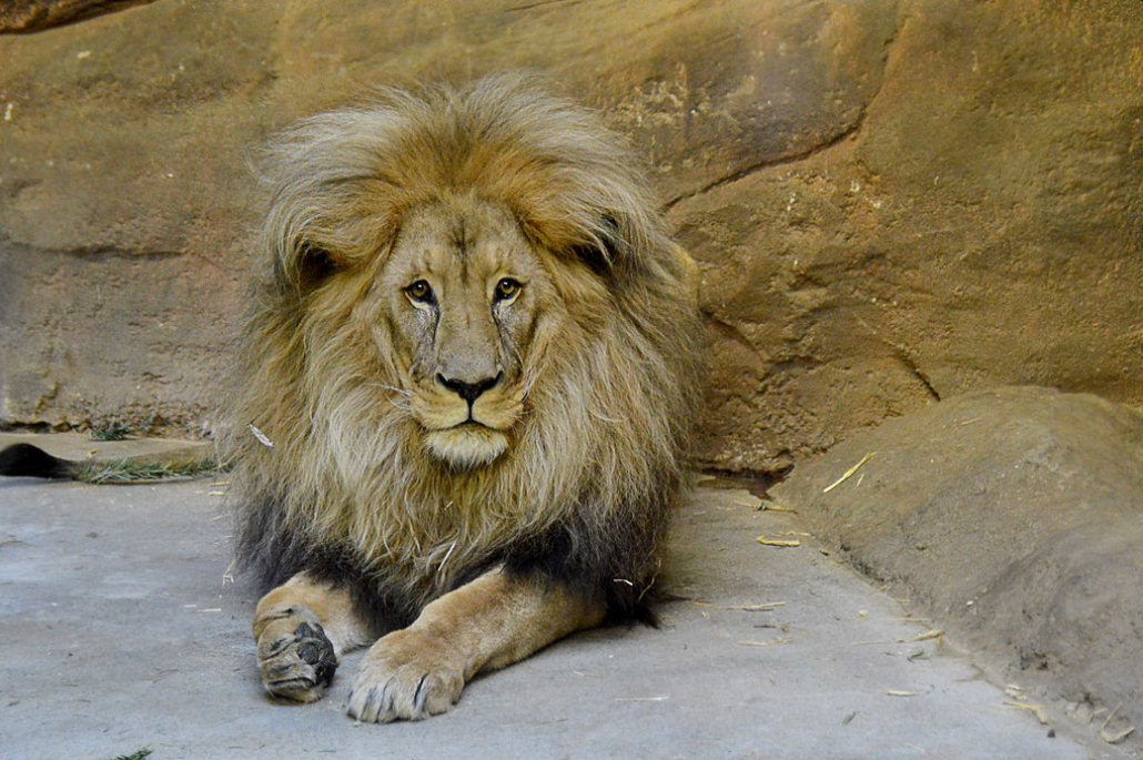 Ein majestätischer Loewe